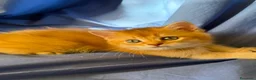 Scottish gatti in vendita: Splendidi cuccioli Scottish Fold e Straight - Annuncio 31