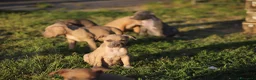 Pitbull cani in vendita: Pit Bull con pedigree anche a rate  - Annuncio 7