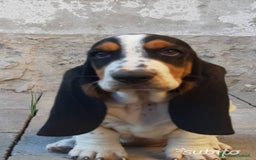 Bassethound cani in vendita: Cuccioli di Bassethound  a Provincia di Pavia - Immagine 2