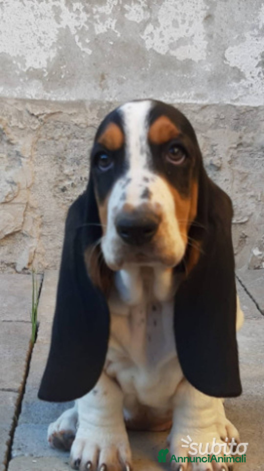 Bassethound cani in vendita: Cuccioli di Bassethound  a Provincia di Pavia - Immagine 2