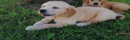 Golden Retriever cani in vendita: Cuccioli di Golden Retriever PRENOTAZIONE - Annuncio 9