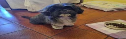 Shih Tzu cani in vendita: Splendidi cuccioli di Shih tzu - Annuncio 13