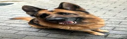Pastore Tedesco cani in regalo: IBRA BELLISSIMO PASTORE TEDESCO - Annuncio 3