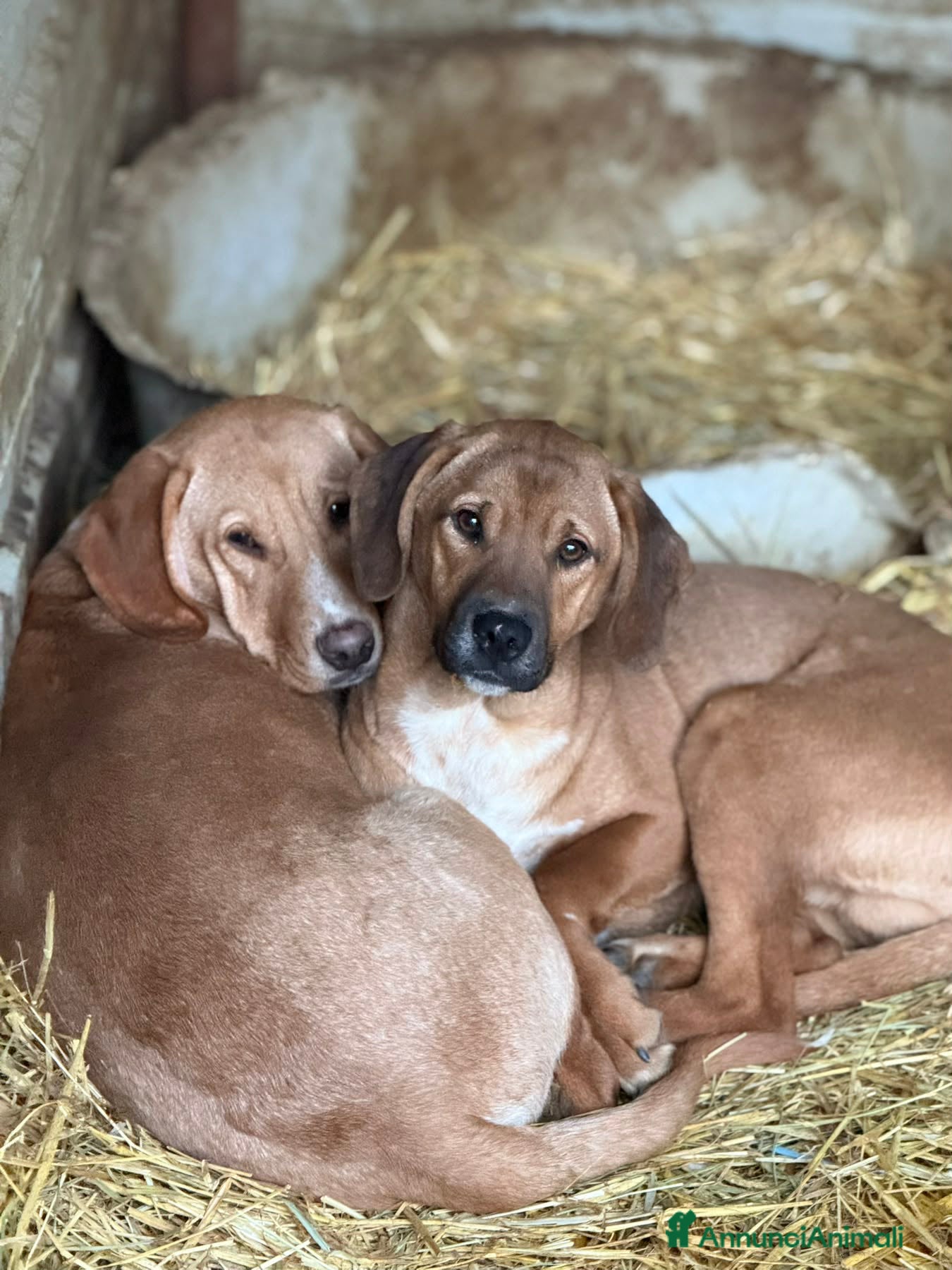 Meticcio cani TOM & TINO, buffissimi cuccioli orecchie lunghe! - Annuncio 1