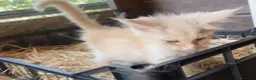 Maine Coon gatti in vendita: Maine coon con difetto prezzo simbolico  - Annuncio 4