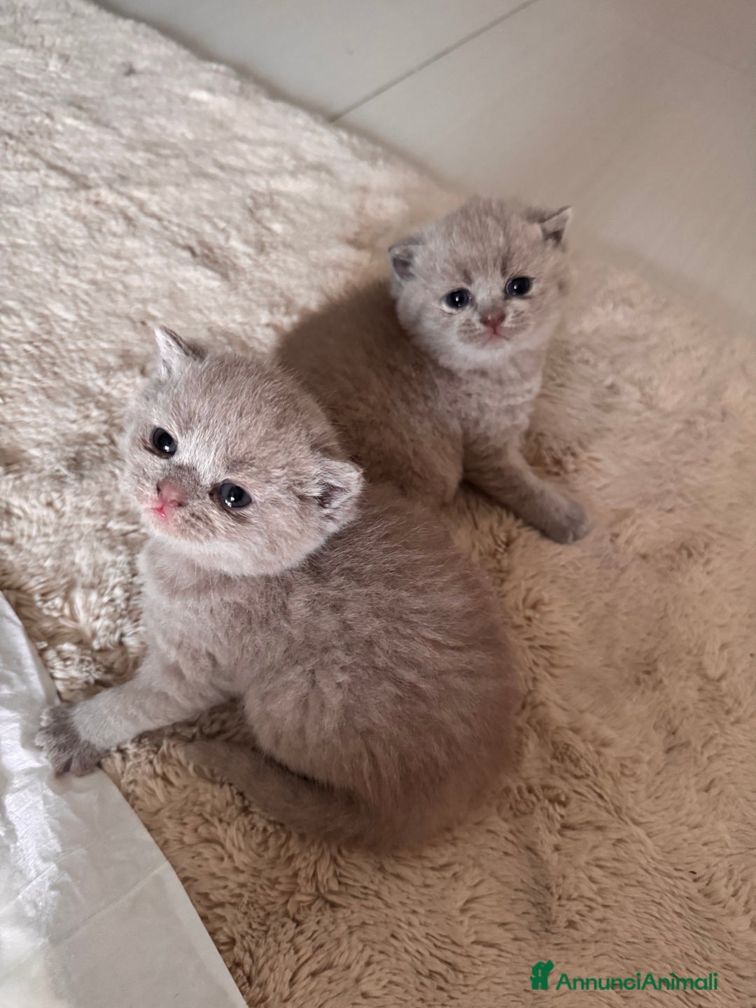 British gatti in vendita: Gattini British short hair  - Annuncio 3