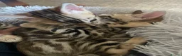Bengala gatti in vendita: Bengala MI - Annuncio 7