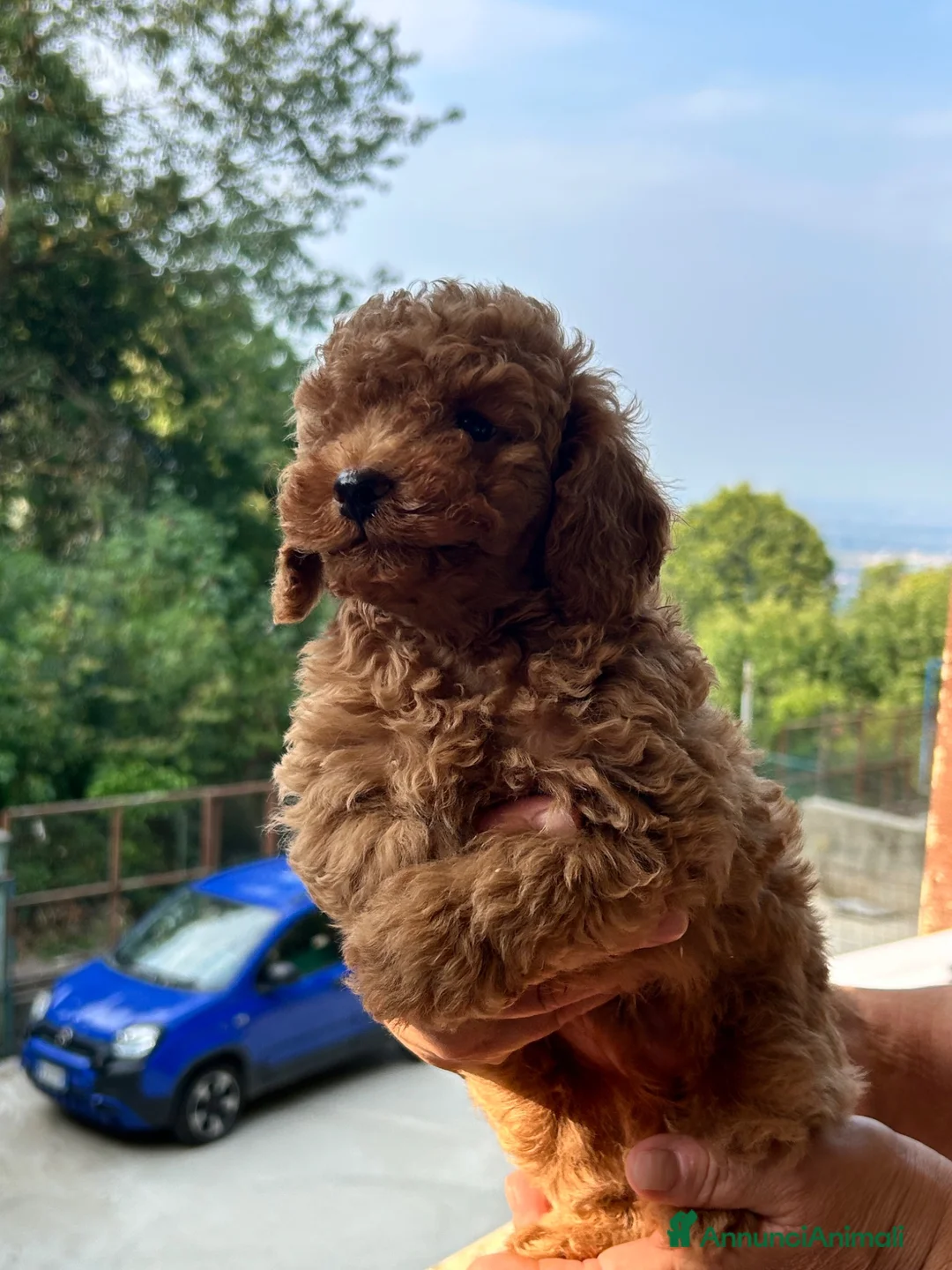 Meticcio cani in vendita: Cuccioli barboncino  - Annuncio 4