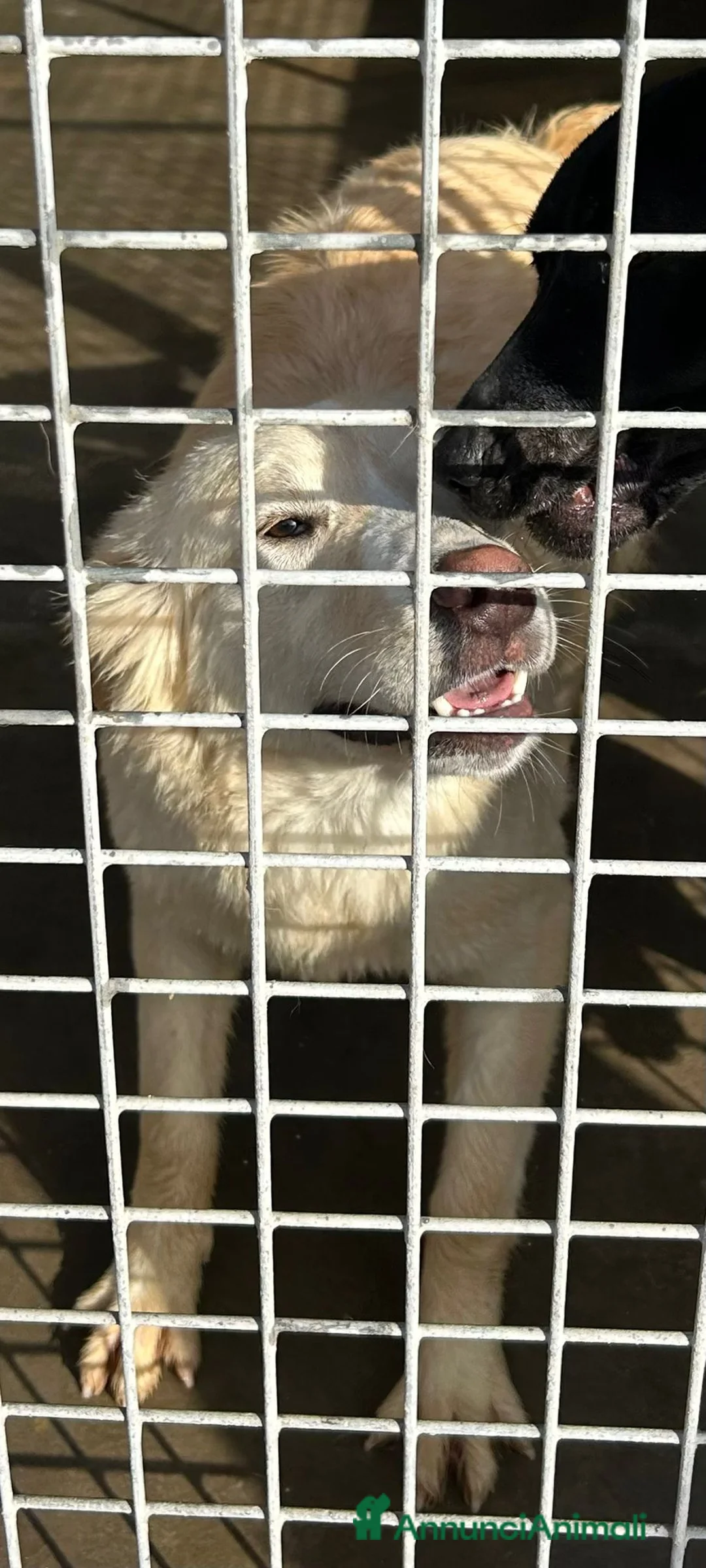 Meticcio cani in regalo: Incrocio golden retriever (CHIARA) - Annuncio 6