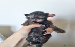 Maine Coon gatti in vendita: Prenotazioni Aperte - Cuccioli di Maine Coon! a Provincia di Cuneo - Immagine 8
