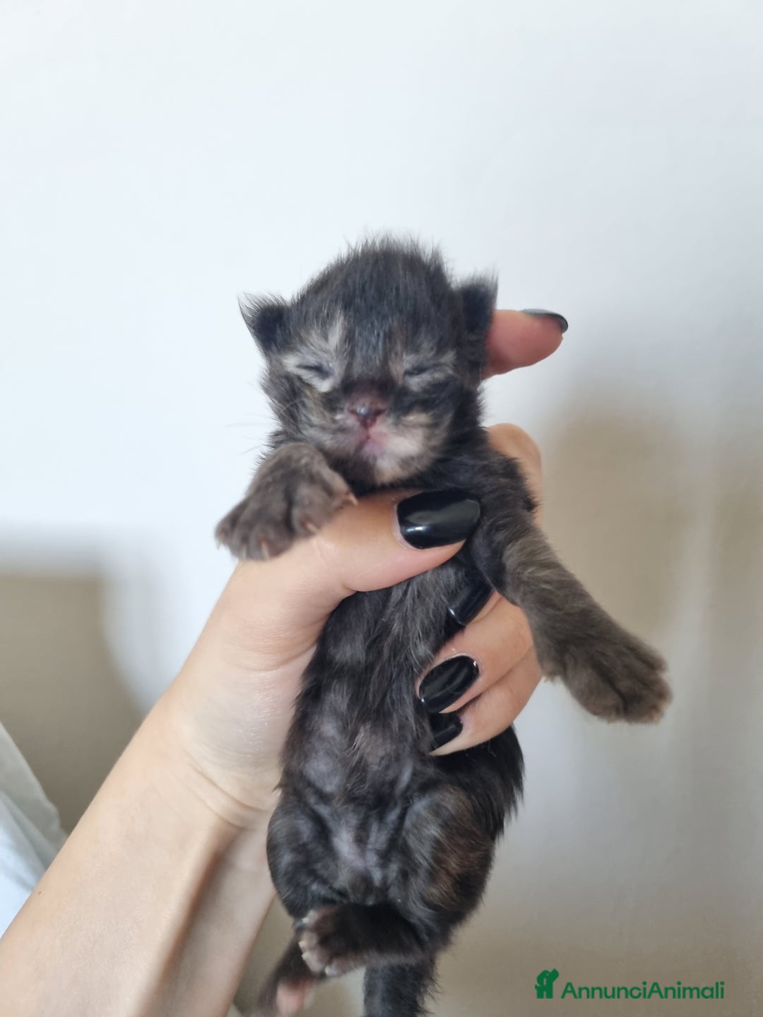 Maine Coon gatti in vendita: Prenotazioni Aperte - Cuccioli di Maine Coon! a Provincia di Cuneo - Immagine 8