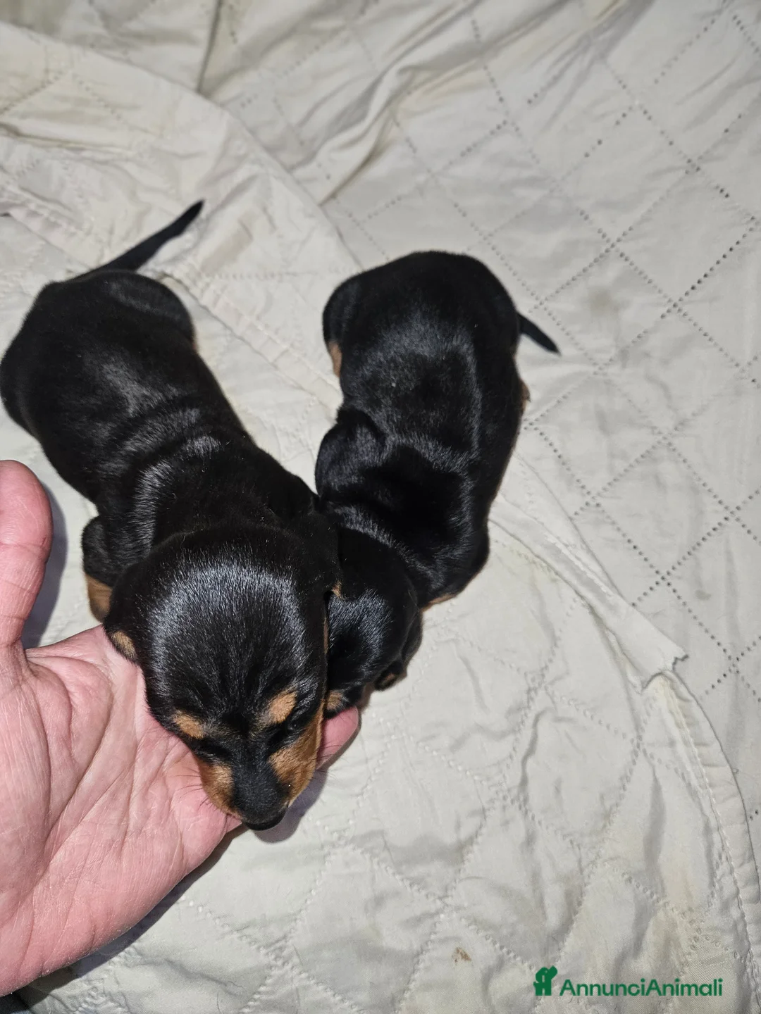 Bassotto cani in vendita: Bassotto kaninchen nero focato  a Città metropolitana di Milano - Annuncio 3