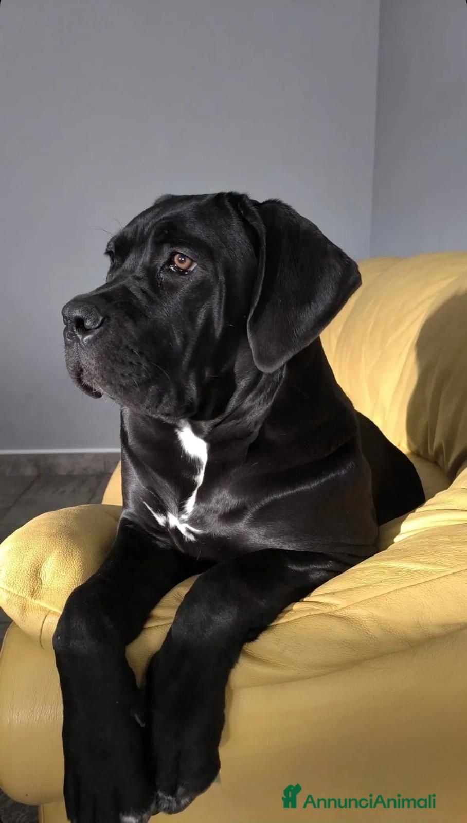 Cane Corso cani Cuccioli di Cane Corso  - Annuncio 5