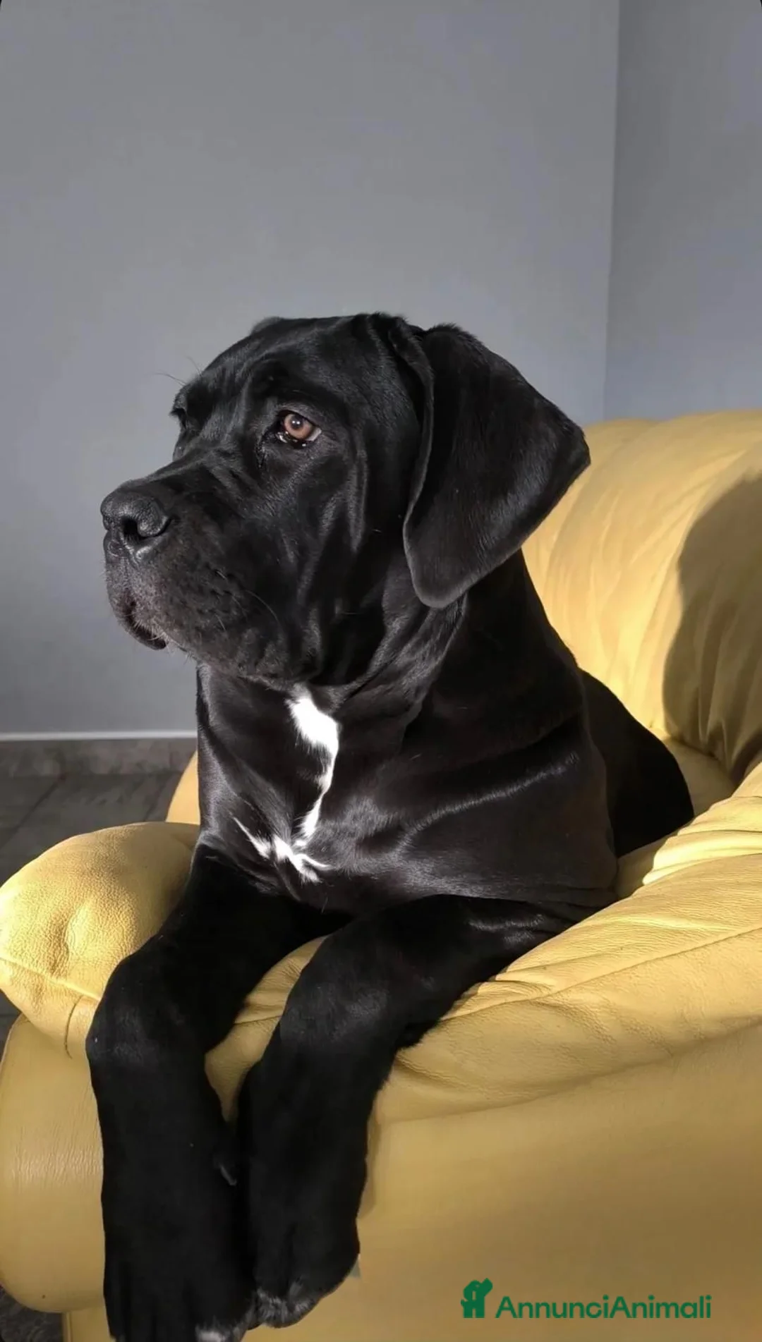 Cane Corso cani in vendita: Cuccioli di Cane Corso  - Annuncio 1