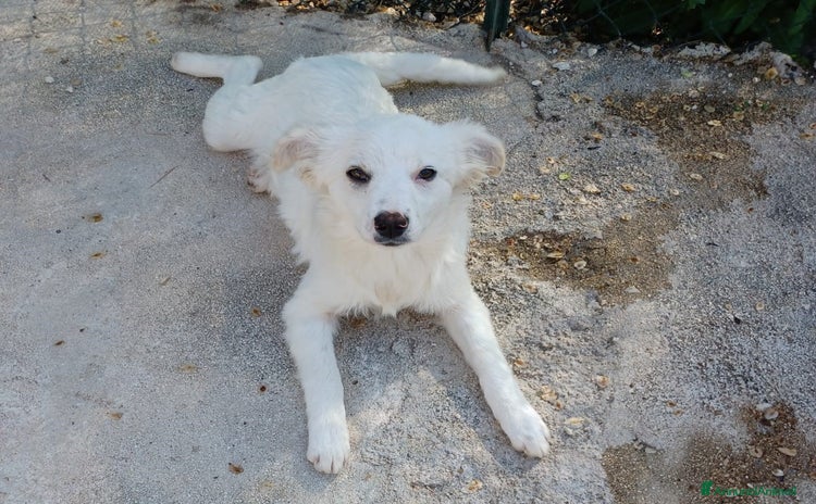 Meticcio cani a Provincia di Arezzo - Annuncio 2