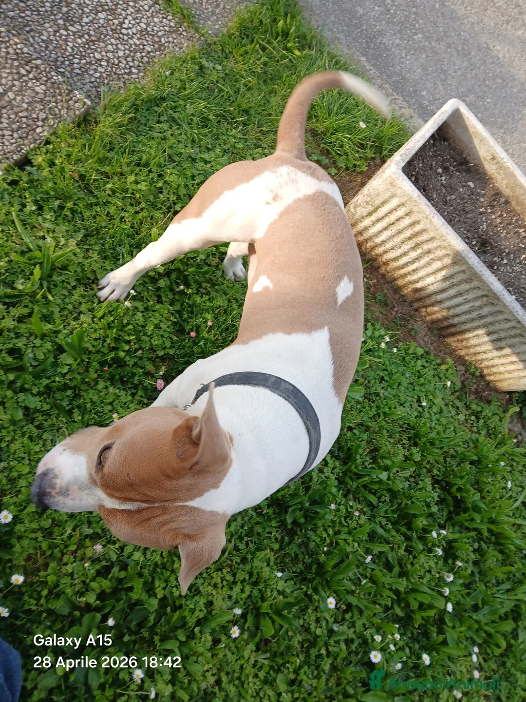 American Staffordshire cani in regalo: American staffordshire terrier - Annuncio 6