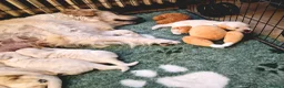 Golden Retriever cani in vendita: Cuccioli Golden Retriever  - Annuncio 6