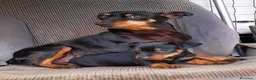 Pinscher Miniatura cani in vendita: Cucciola di Zwergpinscher , Pincher  - Annuncio 7