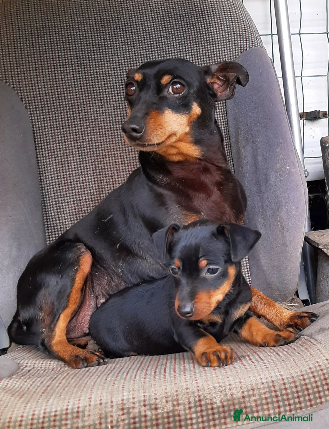 Pinscher Miniatura cani in vendita: Cucciola di Zwergpinscher , Pincher  - Annuncio 7