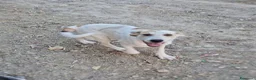 Meticcio cani in regalo: SPECK 💙 prima ti osserva. Poi si scatena. a Provincia di Lucca - Annuncio 2