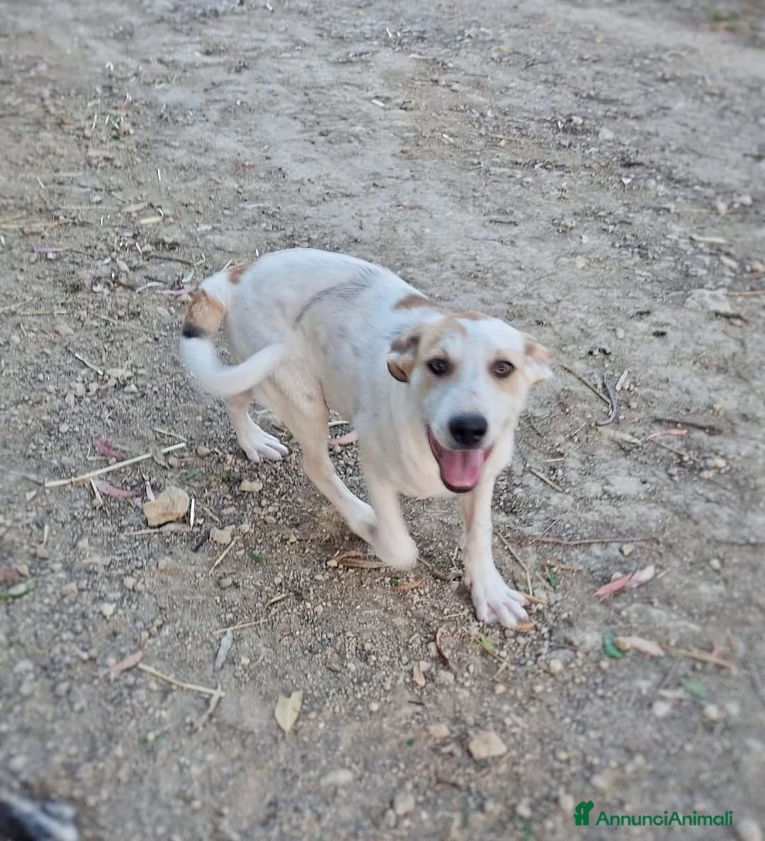 Meticcio cani in regalo: SPECK 💙 prima ti osserva. Poi si scatena. a Provincia di Lucca - Annuncio 2