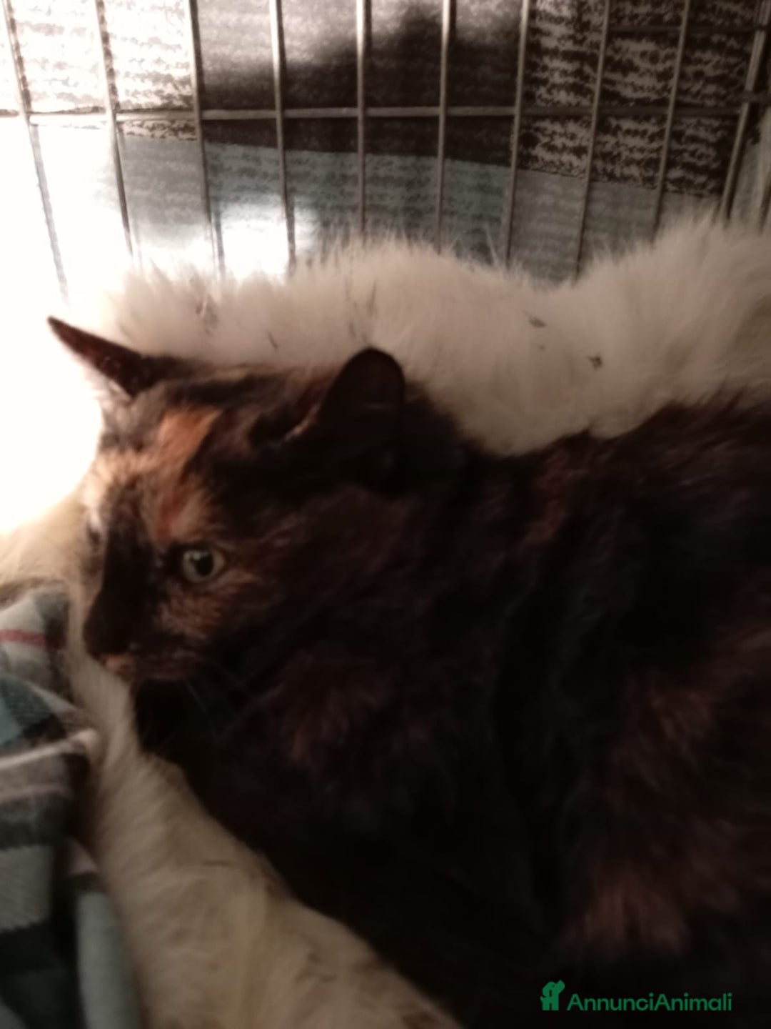 Europeo gatti in regalo: gatta 3 mesi cerca casa❤️ - Annuncio 6