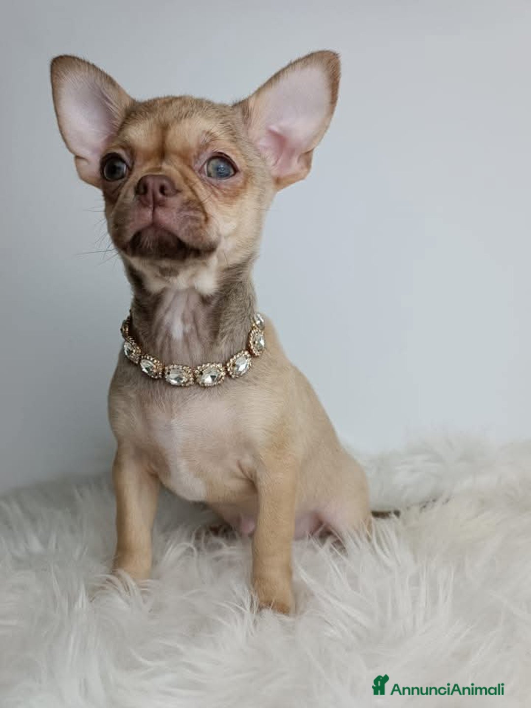 Chihuahua cani in vendita: Chihuahua cuccioli  a Roma - Immagine 2