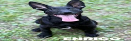Meticcio cani in regalo: 8 LUPACCHIOTTI cuccioli super simpatici! - Annuncio 4