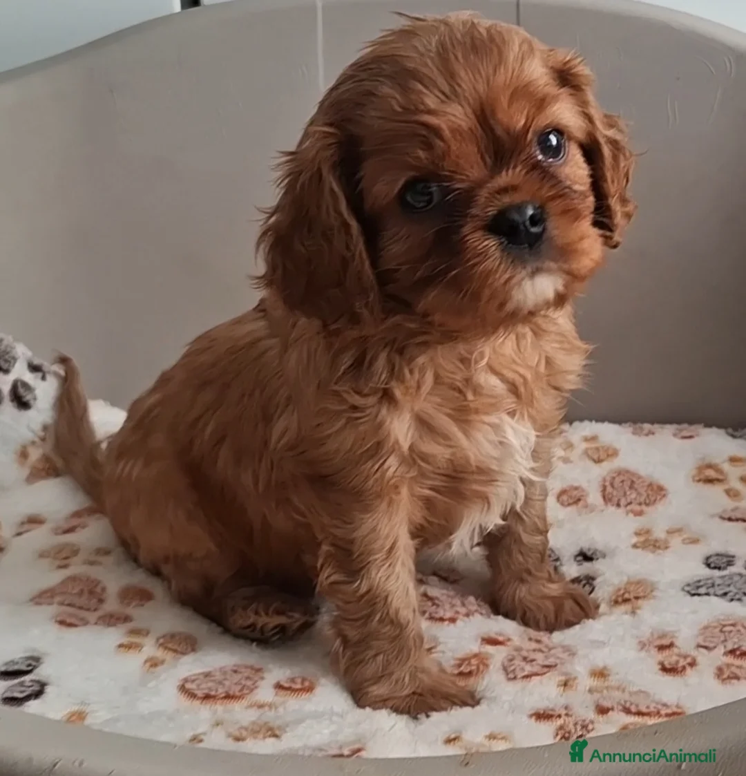 Cavalier King cani in vendita: Cuccioli di Cavalier king ruby - Annuncio 8
