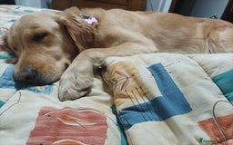 Golden Retriever cani in vendita: Vendesi cuccioli di Golden Retriever  a Provincia di Varese - Immagine 5