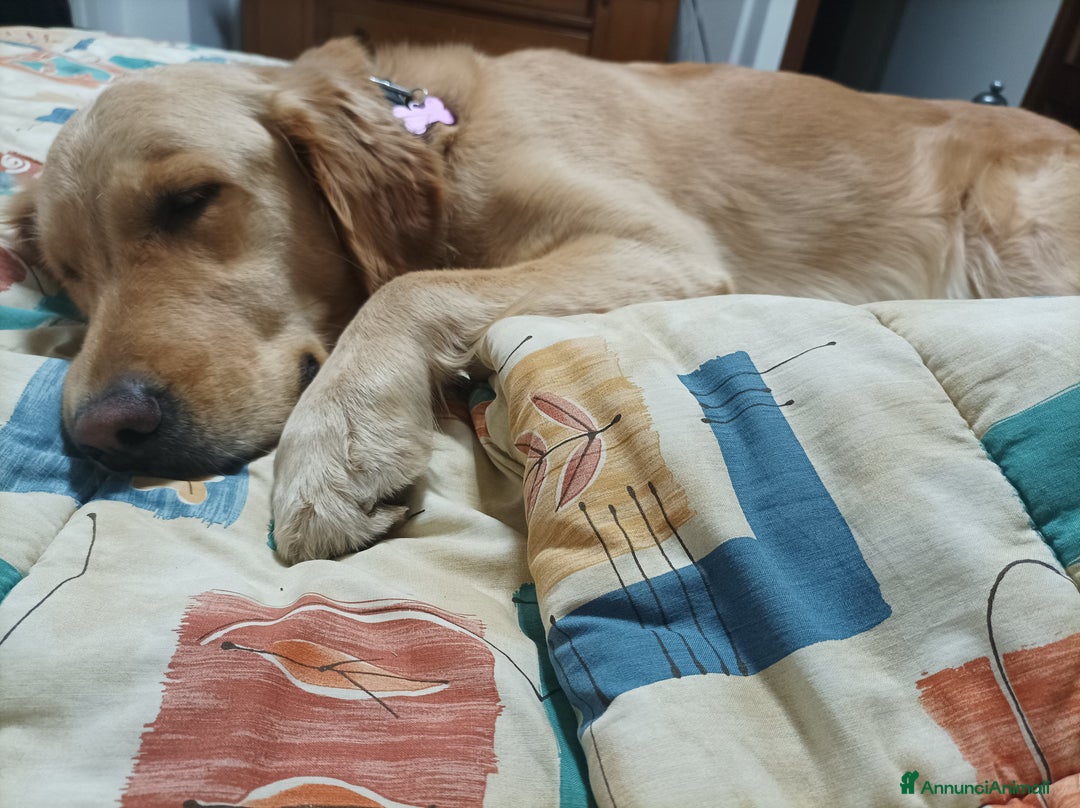 Golden Retriever cani in vendita: Vendesi cuccioli di Golden Retriever  a Provincia di Varese - Immagine 5