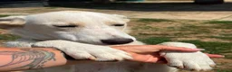 Meticcio cani in regalo: Pluto il coccolone - Annuncio 7