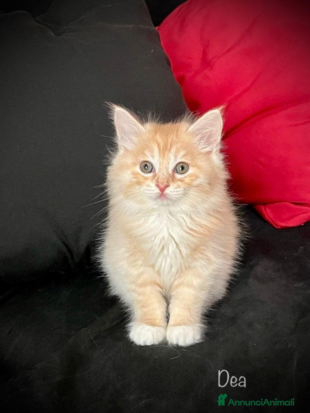 Immagine della galleria {{count}}