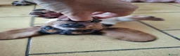 Bassethound cani in vendita: Cucciolata Bassethound  a Città metropolitana di Milano - Annuncio 5