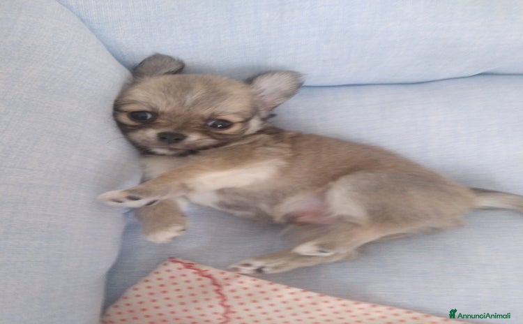 Chihuahua cani a Provincia di Padova - Annuncio 13