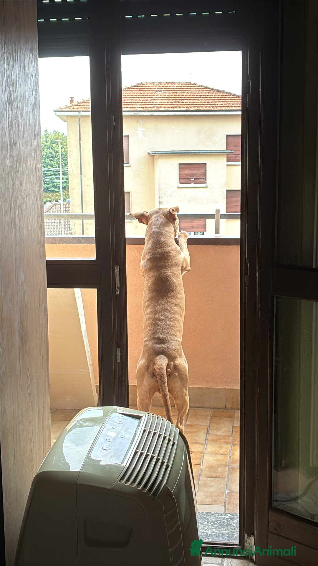 Pitbull cani per accoppiamento: Cercasi femmina per il mio maschietto  - Annuncio 5