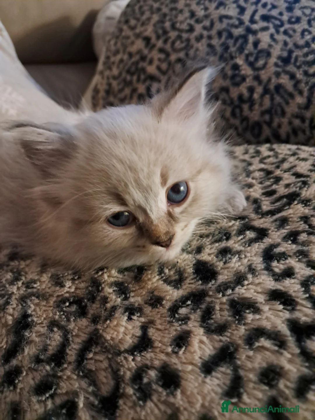 Siberiano gatti in vendita: Cuccioli simil siberiani neva - Annuncio 8