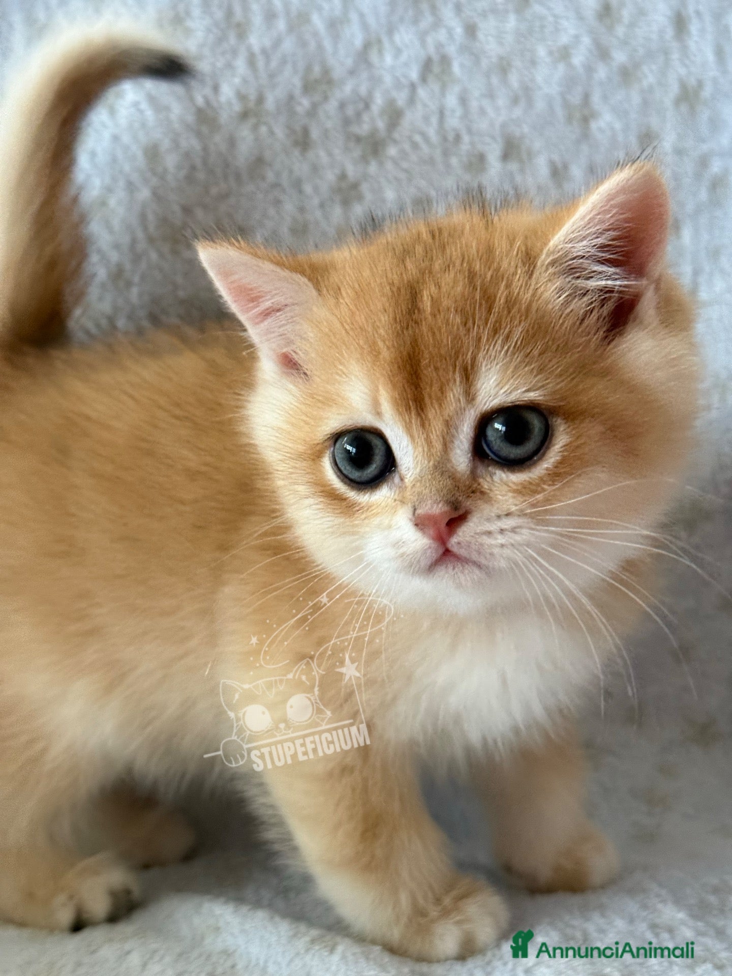 British gatti British Shorthair Black Golden Shell - Annuncio 4