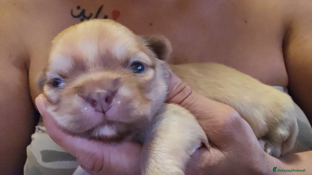 Chihuahua cani in vendita: Chihuahua  a Città metropolitana di Roma Capitale - Immagine 2