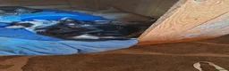 Altre razze gatti in regalo: 2 bellissimi gattini !! - Annuncio 17