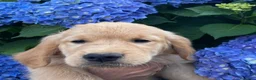 Golden Retriever cani in vendita: CUCCIOLI GOLDEN RETRIEVER  - Annuncio 9