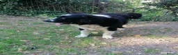 Terranova cani in regalo: Boris, Terranova in Canile  - Annuncio 16