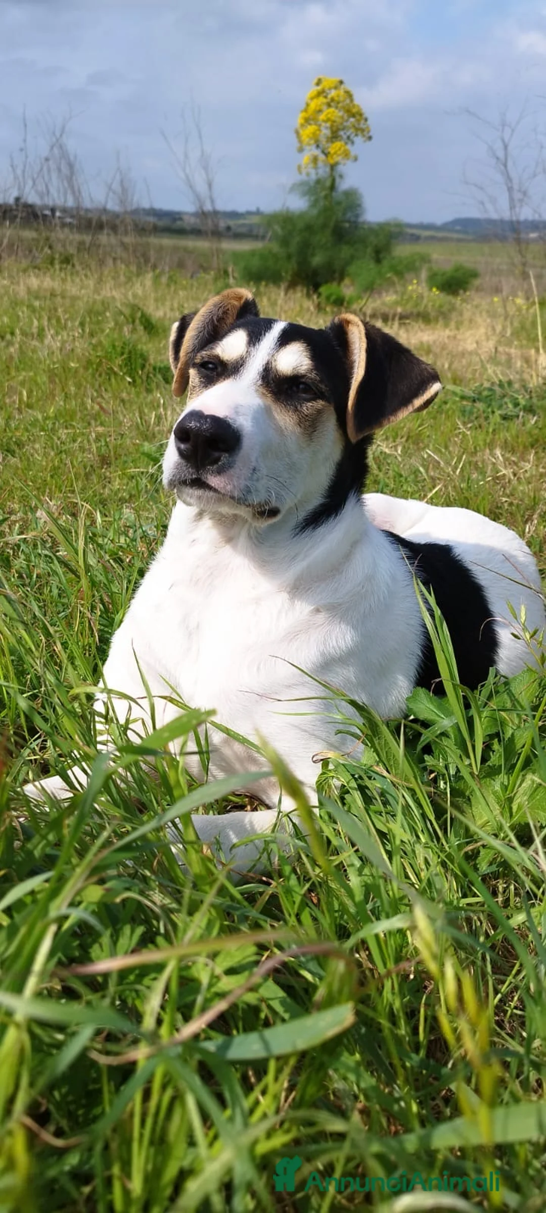 Meticcio cani in regalo: EROS 💙 - Annuncio 1