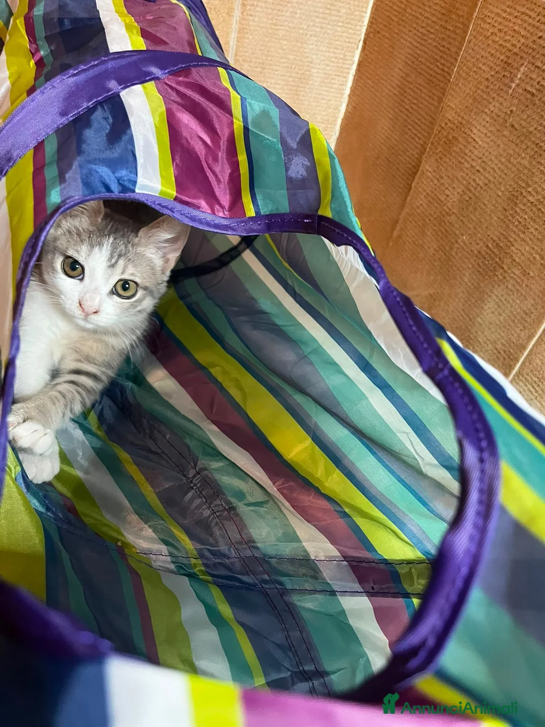 Europeo gatti in regalo: Gattina di 2 mesi - Annuncio 7