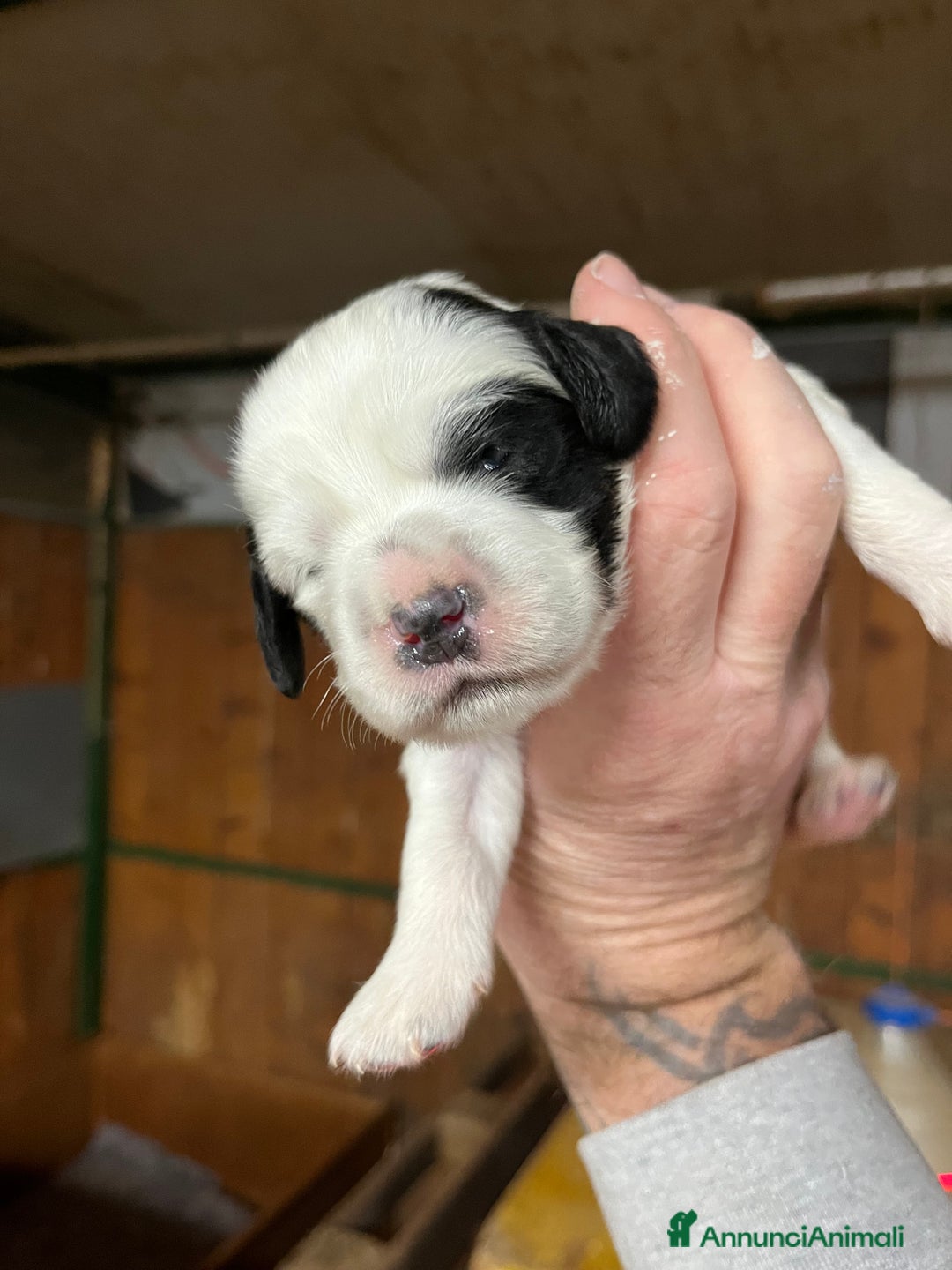 Setter Inglese cani in vendita: Cuccioli setter inglese  - Annuncio 4