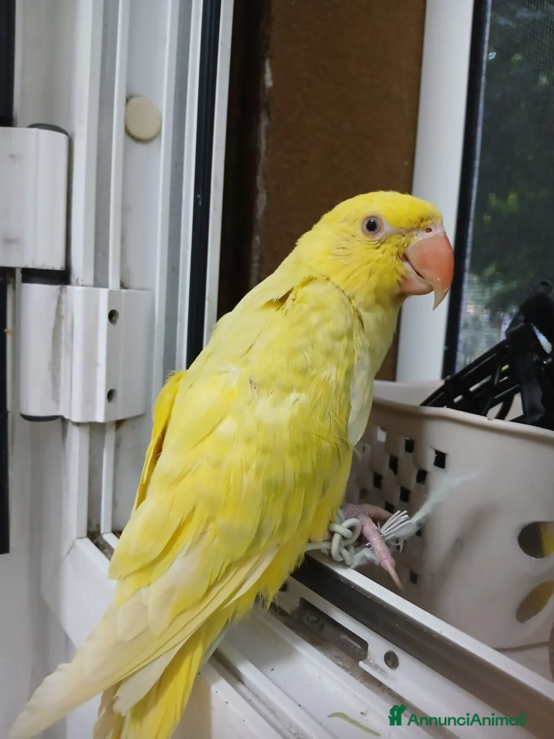 Meticcio cani in vendita: Parrochetto dal collare  a Provincia di Piacenza - Annuncio 3