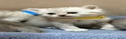 British gatti in vendita: Scottish fold sthrait  - Annuncio 3