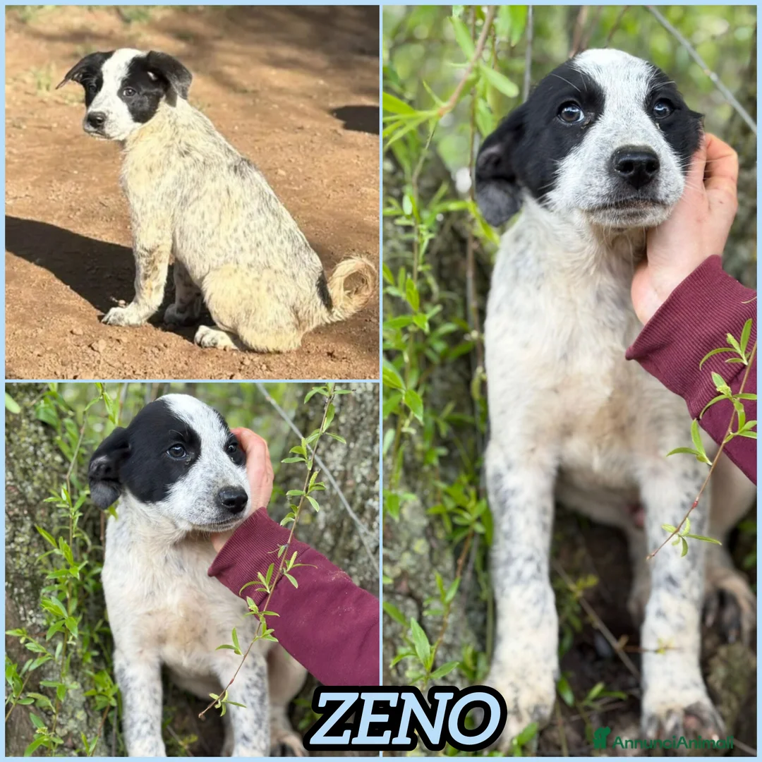 Meticcio cani in regalo: UNA MAMMA PER ZENO a Provincia di Varese - Annuncio 2