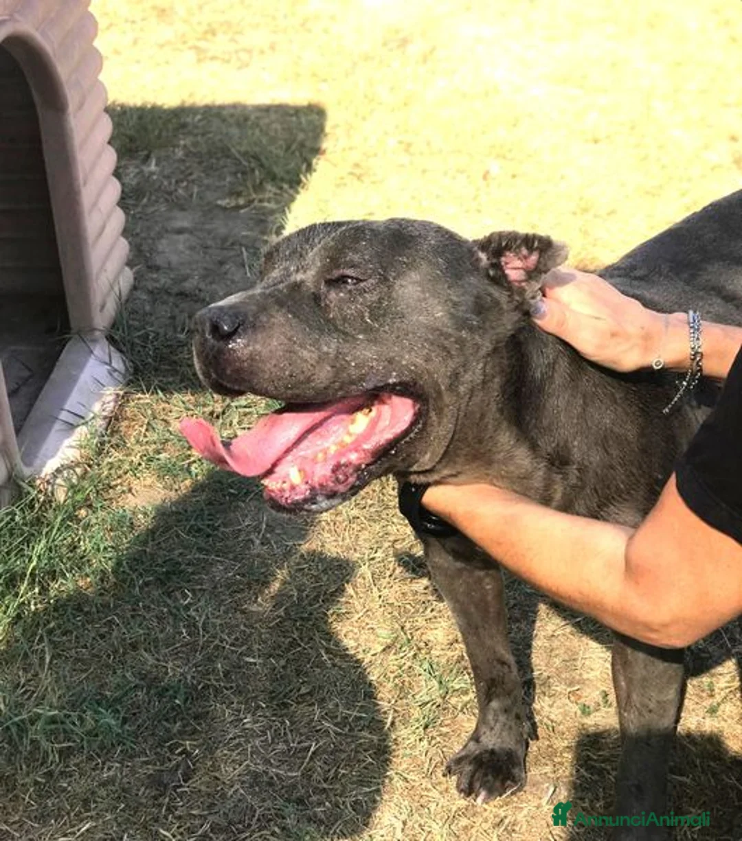 Meticcio cani in regalo: Bambacione, il nome adatto a lui - Annuncio 5