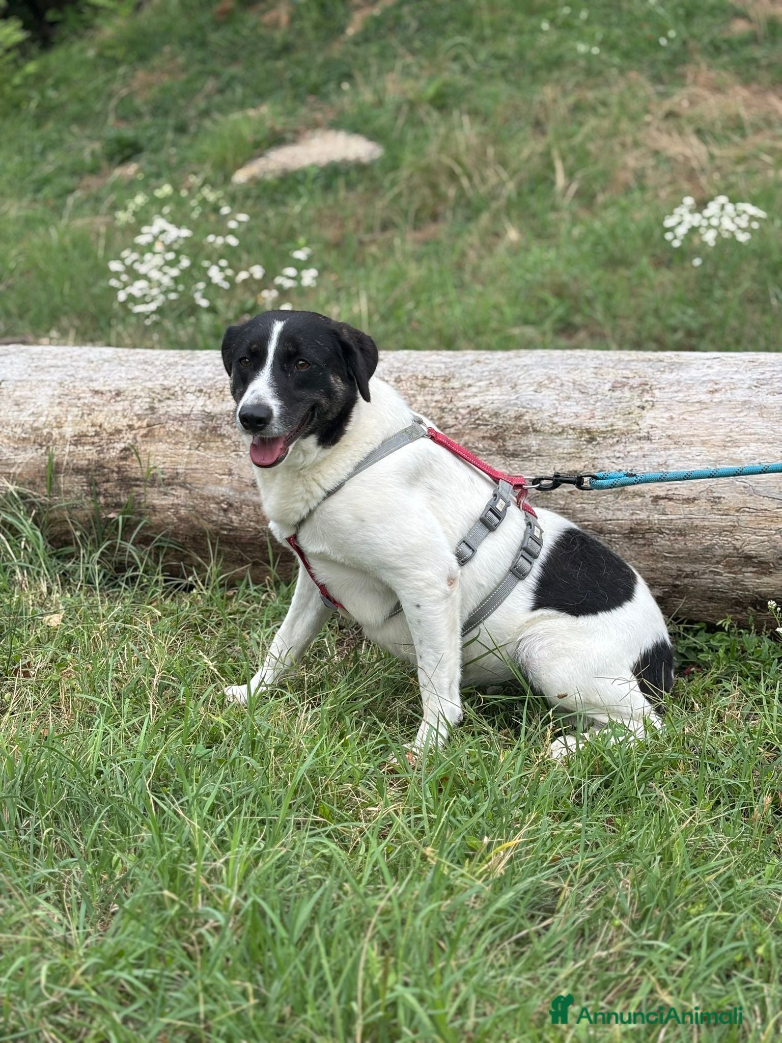 Meticcio cani Splendida meticcia - COOKIE a Città metropolitana di Milano - Annuncio 1